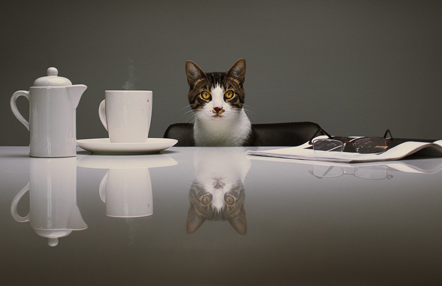 Cat at table with morning coffee
