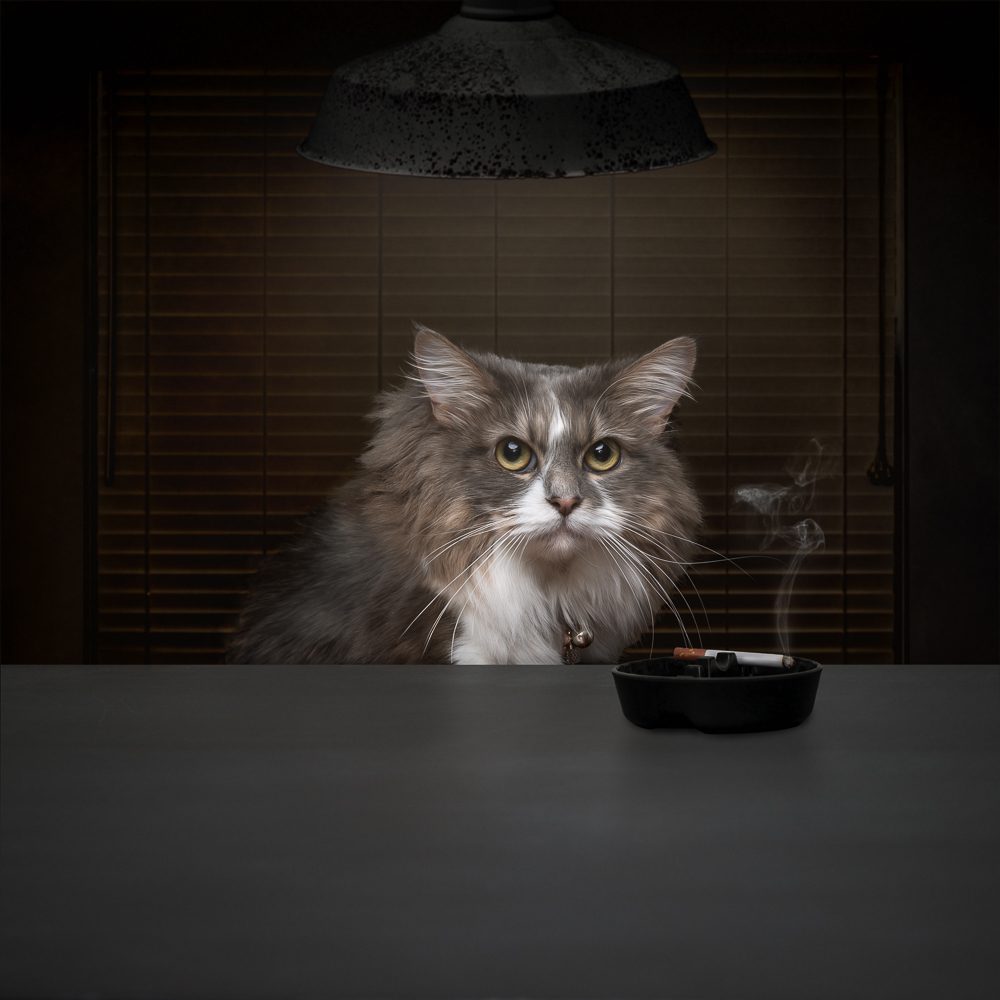 Cat with an attitude with smoking cigarette