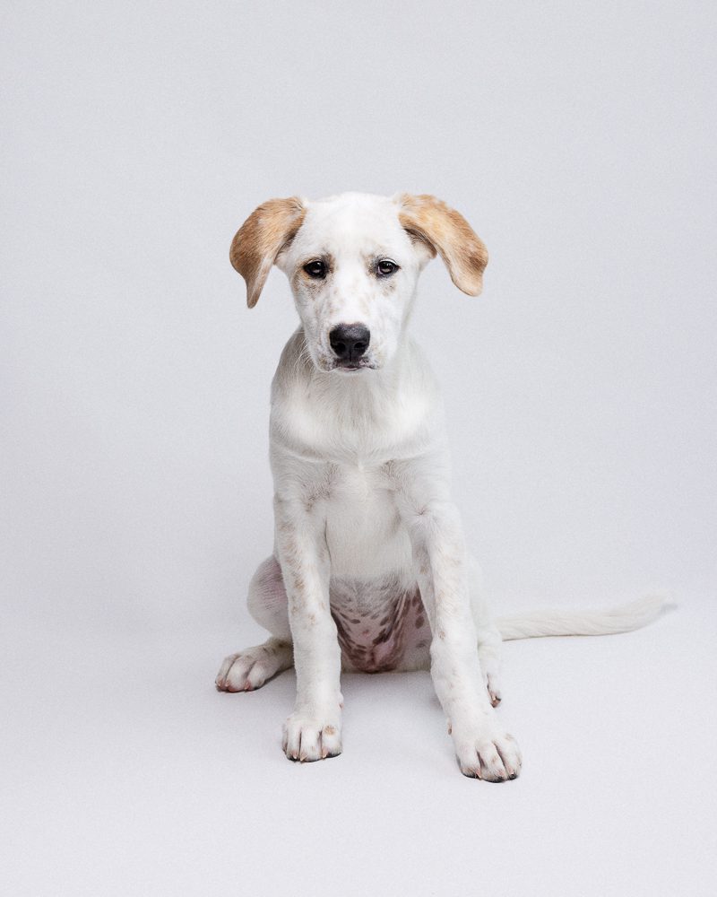 Clean and crips portrait of a white and tan puppy against a white background